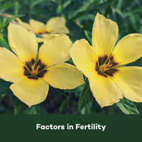 Phytomed Blog Factors in Fetility